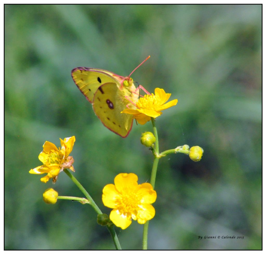 Colias croceus maschio? No, Colias alfacariensis